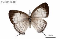 藏品(朗灰蝶)的圖片